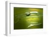 Lemon Lime Drop II-Tammy Putman-Framed Photographic Print