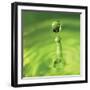 Lemon Lime Drop III-Tammy Putman-Framed Photographic Print