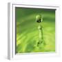 Lemon Lime Drop III-Tammy Putman-Framed Photographic Print