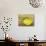 Lemon on a box-Gigi Begin-Giclee Print displayed on a wall