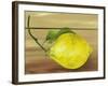 Lemon on a box-Gigi Begin-Framed Giclee Print