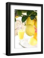 Lemon on a Branch, Citrus Limon-Sweet Ink-Framed Photographic Print