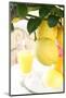 Lemon on a Branch, Citrus Limon-Sweet Ink-Mounted Photographic Print