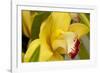 Lemon Orchid I-Dana Styber-Framed Photographic Print