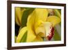 Lemon Orchid I-Dana Styber-Framed Photographic Print