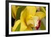 Lemon Orchid I-Dana Styber-Framed Photographic Print