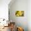 Lemon Orchid I-Dana Styber-Photographic Print displayed on a wall