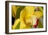 Lemon Orchid I-Dana Styber-Framed Photographic Print