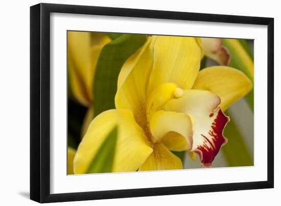 Lemon Orchid I-Dana Styber-Framed Photographic Print