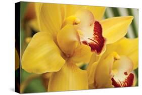 Lemon Orchid II-Dana Styber-Stretched Canvas