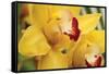 Lemon Orchid II-Dana Styber-Framed Stretched Canvas