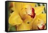 Lemon Orchid II-Dana Styber-Framed Stretched Canvas