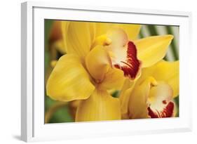 Lemon Orchid II-Dana Styber-Framed Photographic Print