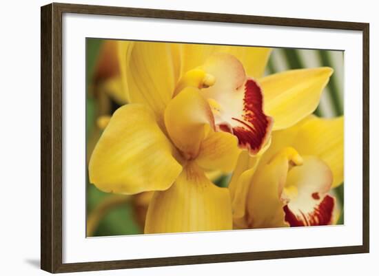 Lemon Orchid II-Dana Styber-Framed Photographic Print