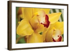 Lemon Orchid II-Dana Styber-Framed Photographic Print