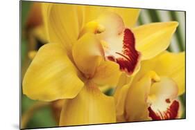 Lemon Orchid II-Dana Styber-Mounted Photographic Print