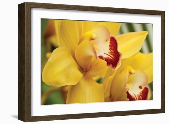 Lemon Orchid II-Dana Styber-Framed Photographic Print