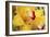 Lemon Orchid II-Dana Styber-Framed Photographic Print