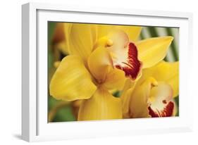 Lemon Orchid II-Dana Styber-Framed Photographic Print