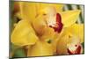 Lemon Orchid II-Dana Styber-Mounted Photographic Print