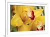 Lemon Orchid II-Dana Styber-Framed Photographic Print