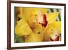 Lemon Orchid II-Dana Styber-Framed Photographic Print