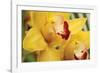 Lemon Orchid II-Dana Styber-Framed Photographic Print