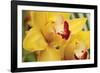 Lemon Orchid II-Dana Styber-Framed Photographic Print