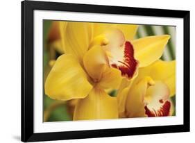 Lemon Orchid II-Dana Styber-Framed Photographic Print