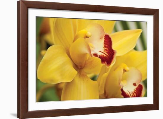 Lemon Orchid II-Dana Styber-Framed Photographic Print