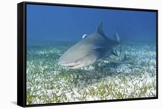 Lemon Shark And Remoras-Clay Coleman-Framed Stretched Canvas