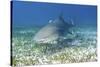 Lemon Shark And Remoras-Clay Coleman-Stretched Canvas