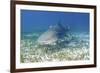 Lemon Shark And Remoras-Clay Coleman-Framed Photographic Print