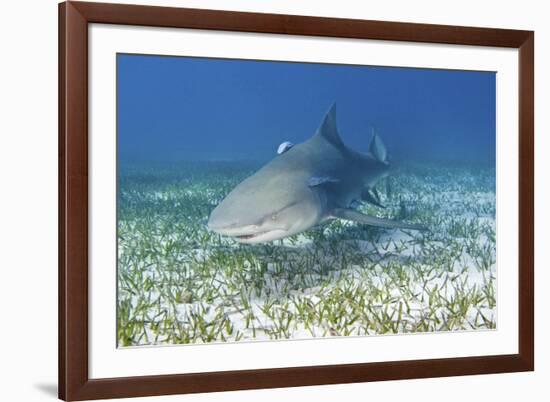 Lemon Shark And Remoras-Clay Coleman-Framed Photographic Print