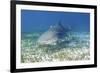 Lemon Shark And Remoras-Clay Coleman-Framed Photographic Print