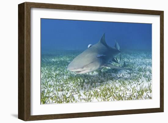 Lemon Shark And Remoras-Clay Coleman-Framed Photographic Print