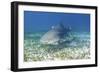 Lemon Shark And Remoras-Clay Coleman-Framed Photographic Print