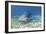 Lemon Shark And Remoras-Clay Coleman-Framed Photographic Print