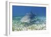 Lemon Shark And Remoras-Clay Coleman-Framed Photographic Print