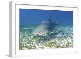 Lemon Shark And Remoras-Clay Coleman-Framed Photographic Print