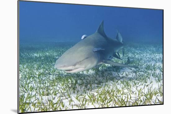 Lemon Shark And Remoras-Clay Coleman-Mounted Photographic Print