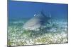 Lemon Shark And Remoras-Clay Coleman-Mounted Photographic Print