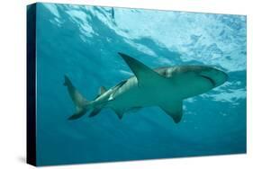 Lemon Shark Male Swimming Just under the Surface-null-Stretched Canvas
