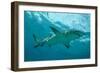 Lemon Shark Male Swimming Just under the Surface-null-Framed Photographic Print