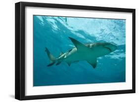 Lemon Shark Male Swimming Just under the Surface-null-Framed Photographic Print