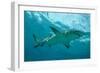 Lemon Shark Male Swimming Just under the Surface-null-Framed Photographic Print