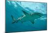 Lemon Shark Male Swimming Just under the Surface-null-Mounted Photographic Print