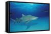 Lemon Shark, Negaprion Brevirostris, Bahamas, Grand Bahama Island, Atlantic Ocean-Reinhard Dirscherl-Framed Stretched Canvas