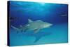 Lemon Shark, Negaprion Brevirostris, Bahamas, Grand Bahama Island, Atlantic Ocean-Reinhard Dirscherl-Stretched Canvas