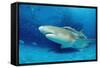 Lemon Shark, Negaprion Brevirostris, Bahamas, Grand Bahama Island, Atlantic Ocean-Reinhard Dirscherl-Framed Stretched Canvas